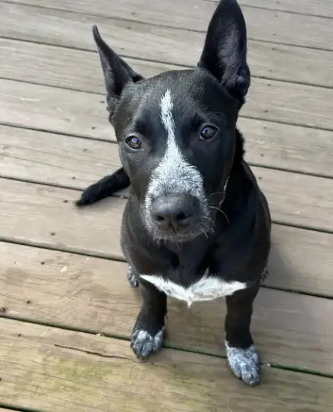 Cleo
