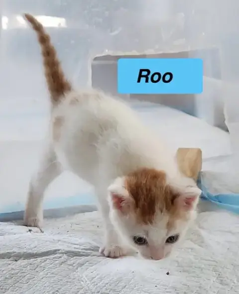 Roo -Cartoon Kittens photo 2