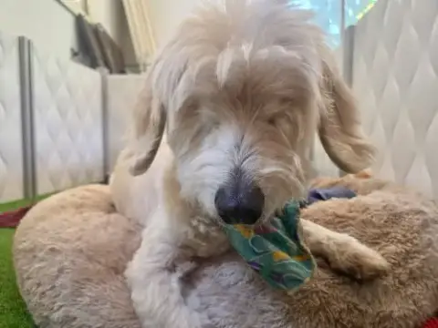 Tucker