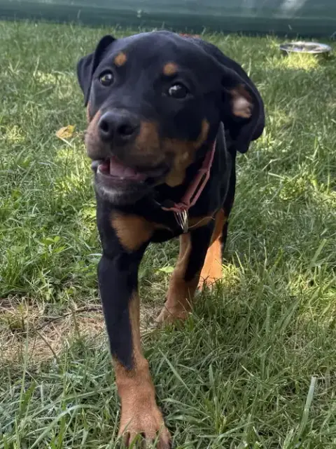 Rosie