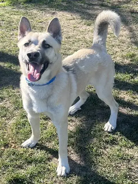 Amigo