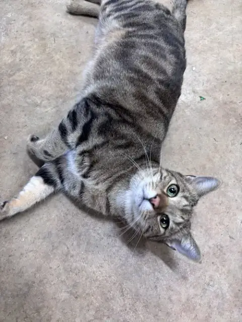 Oliver: Not At Shelter photo 4