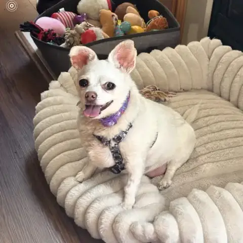 Marshmellow