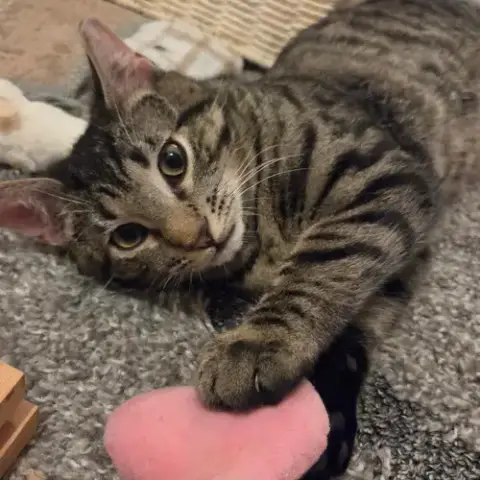 Fluffy photo 2