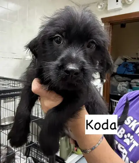 Koda photo 2