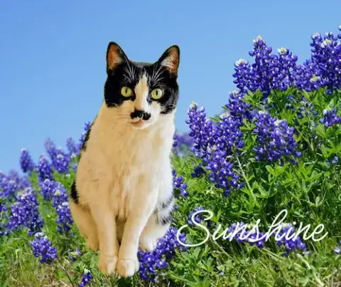 Sunshine Safe