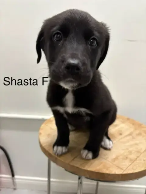 Shasta #2244
