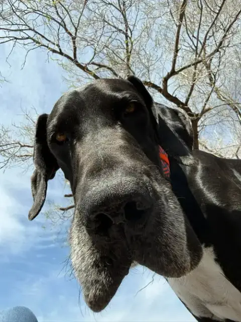 Nemo photo 4