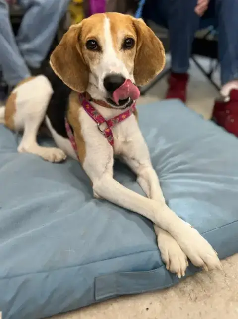 Taylor *Adopt* photo 4