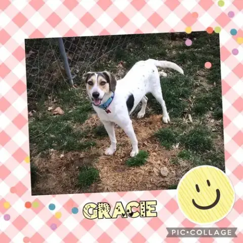 Gracie photo 3