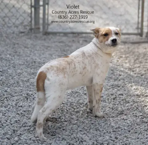 Violet photo 4