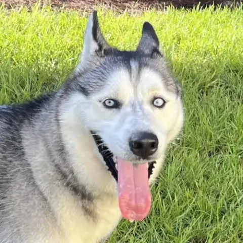 Hilo