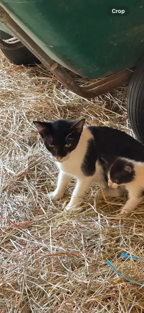 Mama Cat photo 2