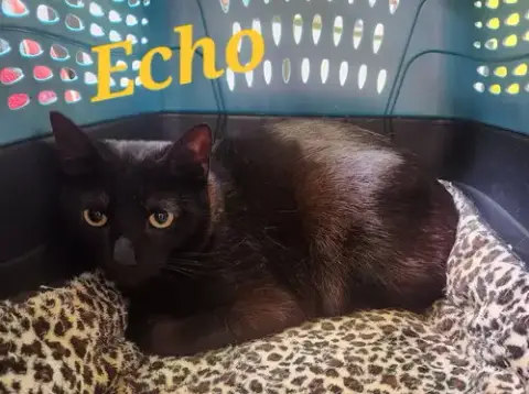 Echo photo 2