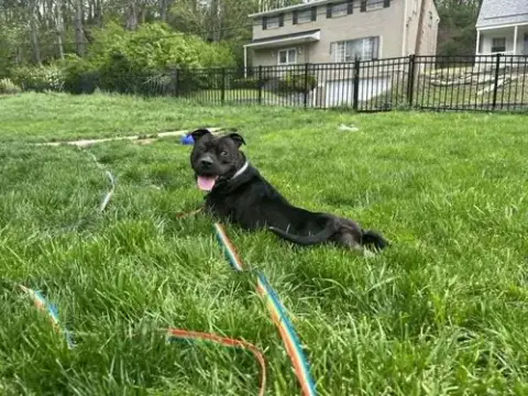 Zorro photo 2