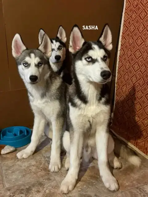 Sasha photo 2
