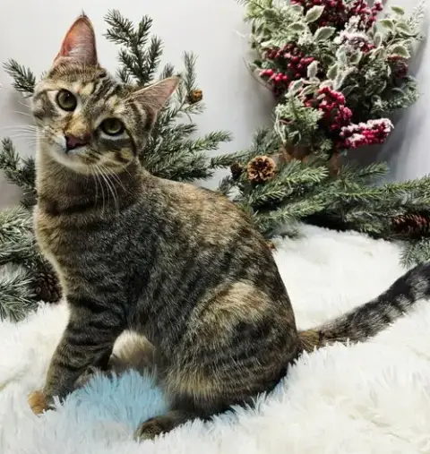 Kitten  Katniss photo 3