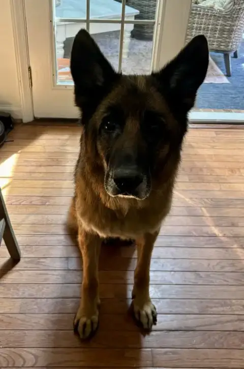 Koda photo 4