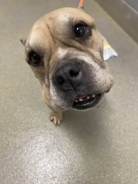 Dozer