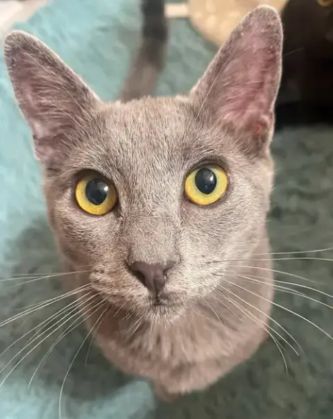 Gizmo