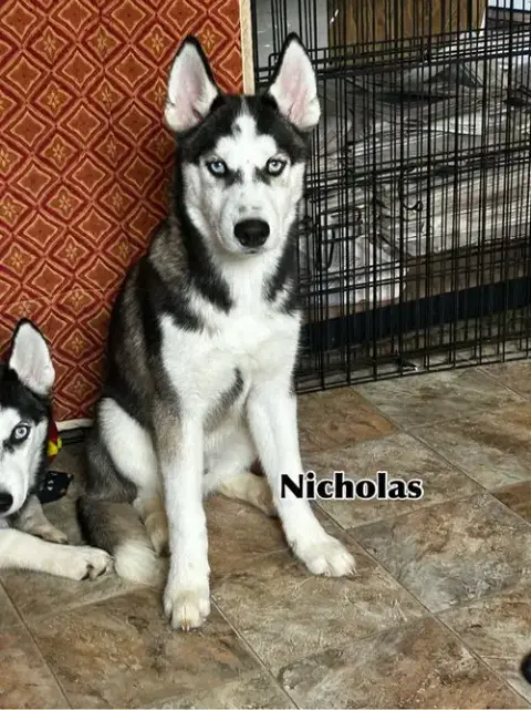 Nicholas photo 3