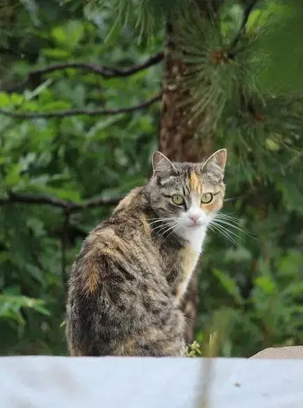 Barn Cats photo 3