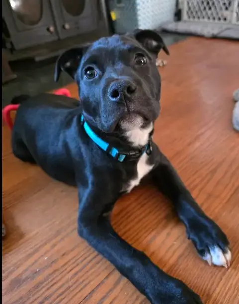 Onyx