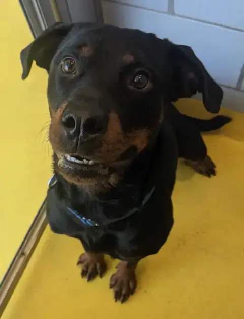 Bella
