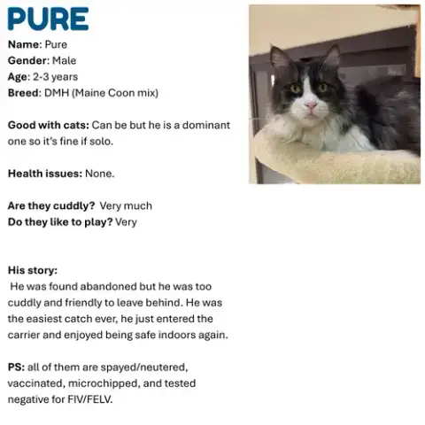 Pure Sa Maine Coonx photo 2