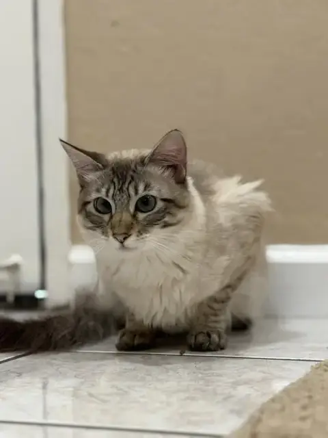 Cleo photo 2