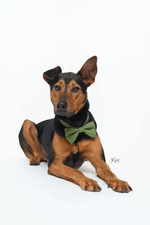 Ziggy photo 2