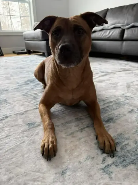 Scooby
