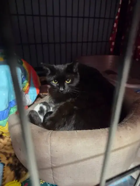 Sassie photo 2