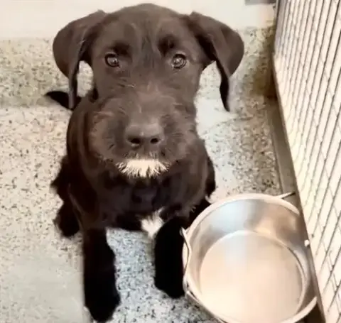 Heidi
