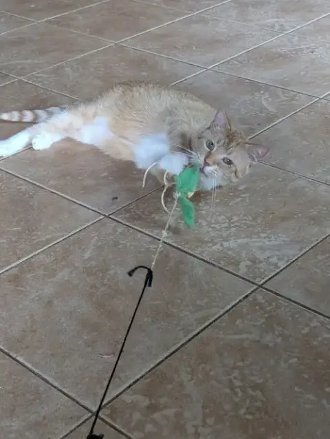 Meow Meow photo 3