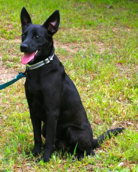 Onyx photo 4