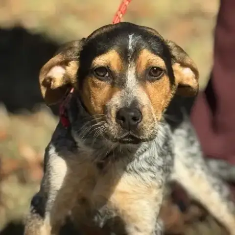 Darby
