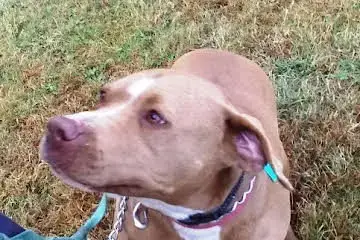 Diamond *Adopt Or Foster* photo 3