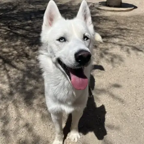 Loki