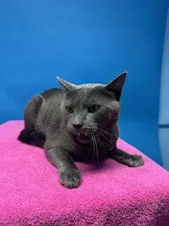 Gizmo