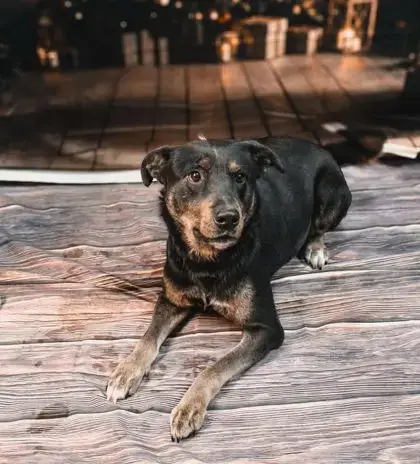 Gunner