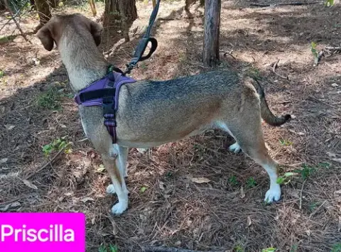 Priscilla photo 5