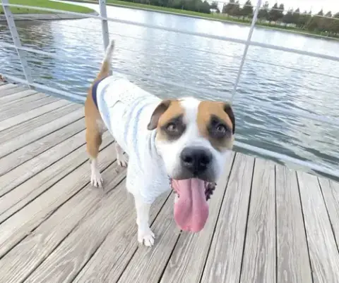 Buddy photo 3