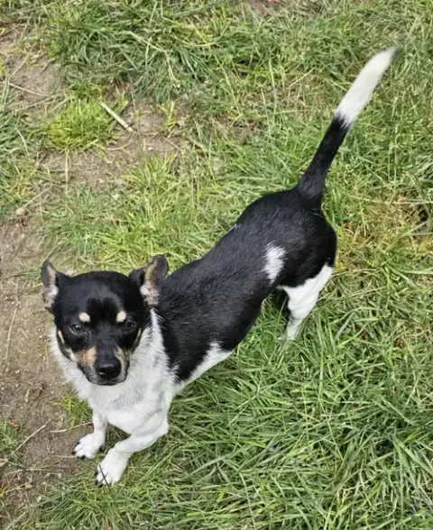 Roscoe photo 3