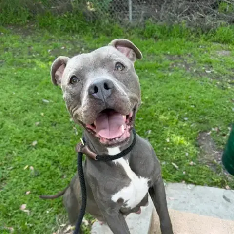 *Tallulah