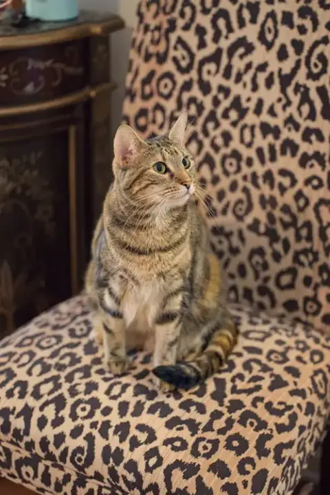 Baby Kitty photo 5