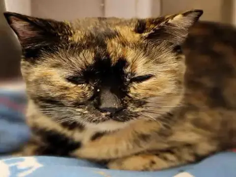 Catuccino