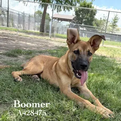 Boomer