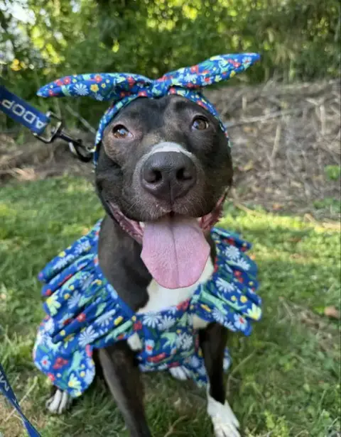 Brenda *Adopt* photo 2