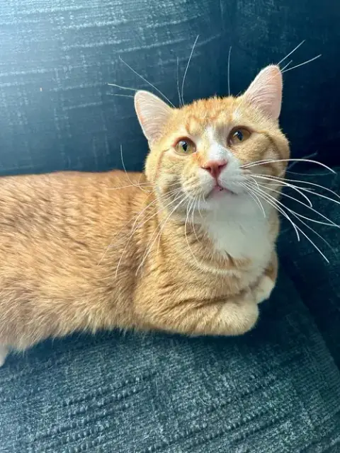 Simba